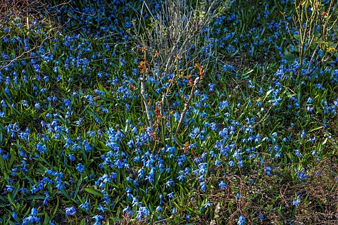 PRIORS_MARSTON_WARWICKSHIRE_THE_MANOR_HOUSE_BLUE_FLOWERS_OF_SCILLA_SIBERICA_IN_RAISED_BED_BORDER_MAR