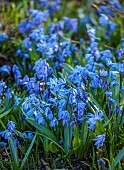 PRIORS MARSTON, WARWICKSHIRE, THE MANOR HOUSE: BLUE FLOWERS OF SCILLA SIBERICA IN RAISED BED BORDER, MARCH