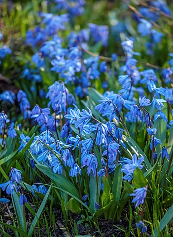 PRIORS_MARSTON_WARWICKSHIRE_THE_MANOR_HOUSE_BLUE_FLOWERS_OF_SCILLA_SIBERICA_IN_RAISED_BED_BORDER_MAR