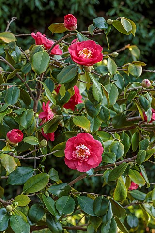 PRIORS_MARSTON_WARWICKSHIRE_THE_MANOR_HOUSE_PINK_RED_FLOWES_OF_CAMELLIA_MARCH