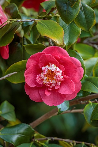 PRIORS_MARSTON_WARWICKSHIRE_THE_MANOR_HOUSE_PINK_RED_FLOWES_OF_CAMELLIA_MARCH