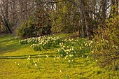 PRIORS MARSTON, WARWICKSHIRE, THE MANOR HOUSE: DAFFODILS IN THE PARKLAND BESIDE TREES, MARCH
