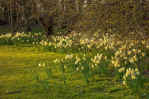PRIORS_MARSTON_WARWICKSHIRE_THE_MANOR_HOUSE_DAFFODILS_IN_THE_PARKLAND_BESIDE_TREES_MARCH