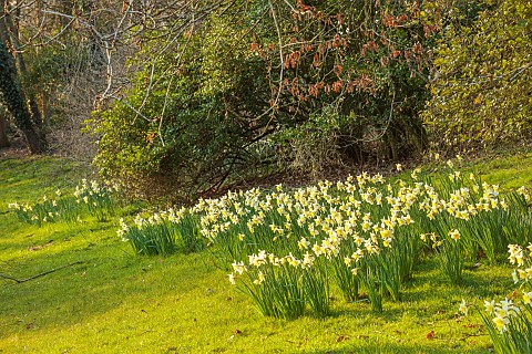 PRIORS_MARSTON_WARWICKSHIRE_THE_MANOR_HOUSE_DAFFODILS_IN_THE_PARKLAND_BESIDE_TREES_MARCH