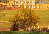 PRIORS MARSTON, WARWICKSHIRE, THE MANOR HOUSE: FORSYTHIA BESIDE THE LAKE WITH MANOR HOUSE IN THE BACKGROUND, MARCH
