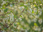 PRIORS MARSTON, WARWICKSHIRE, THE MANOR HOUSE: MARCH, WHITE FLOWERS OF RIBES SANGUINEUM WHITE ICICLE, FLOWERING CURRENT, DECIDUOUS, SHRUBS