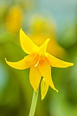 TWELVE NUNNS, LINCOLNSHIRE: DOGS TOOTH VIOLET - YELLOW FLOWERS OF ERYTHRONIUM SPINDLESTONE, SPRING, FLOWERS, BLOOMS, WOODLAND, BULBS