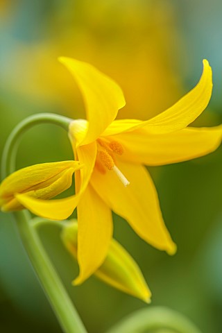 TWELVE_NUNNS_LINCOLNSHIRE_DOGS_TOOTH_VIOLET__YELLOW_FLOWERS_OF_ERYTHRONIUM_SPINDLESTONE_SPRING_FLOWE