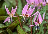 TWELVE NUNNS, LINCOLNSHIRE: DOGS TOOTH VIOLET - PINK FLOWERS OF ERYTHRONIUM OLD ABERDEEN, SPRING, FLOWERS, BLOOMS, WOODLAND, BULBS