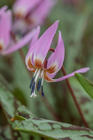TWELVE_NUNNS_LINCOLNSHIRE_DOGS_TOOTH_VIOLET__PINK_FLOWERS_OF_ERYTHRONIUM_OLD_ABERDEEN_SPRING_FLOWERS