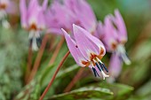 TWELVE NUNNS, LINCOLNSHIRE: DOGS TOOTH VIOLET - PINK FLOWERS OF ERYTHRONIUM OLD ABERDEEN, SPRING, FLOWERS, BLOOMS, WOODLAND, BULBS