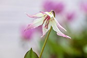 TWELVE NUNNS, LINCOLNSHIRE: DOGS TOOTH VIOLET - PINK, WHITE FLOWERS OF ERYTHRONIUM HARVINGTON ELIZABETH, SPRING, FLOWERS, BLOOMS, WOODLAND, BULBS