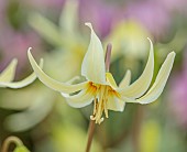 TWELVE NUNNS, LINCOLNSHIRE: CLOSE UP PORTRAIT OF DOGS TOOTH VIOLET - ERYTHRONIUM OREGONUM, SPRING, FLOWERS, BLOOMS, WOODLAND, BULBS