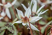 TWELVE NUNNS, LINCOLNSHIRE: CLOSE UP PORTRAIT OF DOGS TOOTH VIOLET - ERYTHRONIUM SNOWFLAKE, SPRING, FLOWERS, BLOOMS, WOODLAND, BULBS