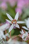 TWELVE NUNNS, LINCOLNSHIRE: CLOSE UP PORTRAIT OF DOGS TOOTH VIOLET - ERYTHRONIUM SNOWFLAKE, SPRING, FLOWERS, BLOOMS, WOODLAND, BULBS