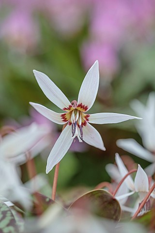TWELVE_NUNNS_LINCOLNSHIRE_CLOSE_UP_PORTRAIT_OF_DOGS_TOOTH_VIOLET__ERYTHRONIUM_SNOWFLAKE_SPRING_FLOWE