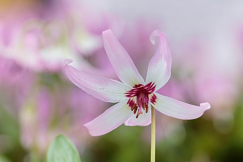 TWELVE_NUNNS_LINCOLNSHIRE_CLOSE_UP_PORTRAIT_OF_DOGS_TOOTH_VIOLET__ERYTHRONIUM_HENDERSONII_PALE_PINK_