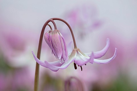 TWELVE_NUNNS_LINCOLNSHIRE_CLOSE_UP_PORTRAIT_OF_DOGS_TOOTH_VIOLET__ERYTHRONIUM_HENDERSONII_SPRING_FLO