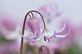 TWELVE NUNNS, LINCOLNSHIRE: CLOSE UP PORTRAIT OF DOGS TOOTH VIOLET - ERYTHRONIUM HENDERSONII, SPRING, FLOWERS, BLOOMS, WOODLAND, BULBS