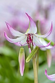 TWELVE NUNNS, LINCOLNSHIRE: CLOSE UP PORTRAIT OF DOGS TOOTH VIOLET - ERYTHRONIUM HENDERSONII HYBRID, SPRING, FLOWERS, BLOOMS, WOODLAND, BULBS