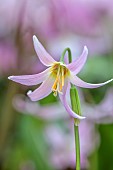 TWELVE NUNNS, LINCOLNSHIRE: CLOSE UP PORTRAIT OF DOGS TOOTH VIOLET - ERYTHRONIUM HIDCOTE BEAUTY HYBRIDS, SPRING, FLOWERS, BLOOMS, WOODLAND, BULBS