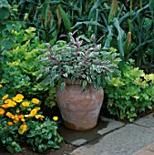 VARIEGATED SAGE IN TERRACOTTA CONTAINER