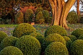 MORTON HALL GARDENS, WORCESTERSHIRE: MARCH, SPRING, WOODLAND, SHADE, SHADY, CLIPPED TOPIARY, BOX , BALLS