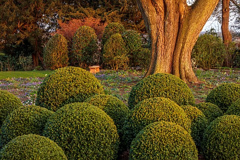 MORTON_HALL_GARDENS_WORCESTERSHIRE_MARCH_SPRING_WOODLAND_SHADE_SHADY_CLIPPED_TOPIARY_BOX__BALLS