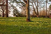 MORTON HALL, WORCESTERSHIRE: THE MEADOW, PARK, PARKLAND, SPRING, APRIL, DRIVE, WOODLAND, DAFFODILS, NARCISSUS