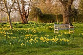 MORTON HALL, WORCESTERSHIRE: THE MEADOW, PARK, PARKLAND, SPRING, APRIL, DRIVE, WOODLAND, DAFFODILS, NARCISSUS, WOODEN BENCH, SEAT