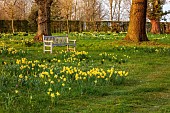 MORTON HALL, WORCESTERSHIRE: THE MEADOW, PARK, PARKLAND, SPRING, APRIL, DRIVE, WOODLAND, DAFFODILS, NARCISSUS, WOODEN BENCH, SEAT