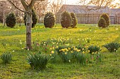 MORTON HALL, WORCESTERSHIRE: THE MEADOW, PARK, PARKLAND, SPRING, APRIL, DRIVE, WOODLAND, DAFFODILS, NARCISSUS, FRITILLARIA MELEAGRIS, SNAKES HEAD FRITILLARY