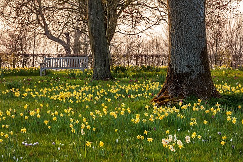 MORTON_HALL_WORCESTERSHIRE_THE_MEADOW_PARK_PARKLAND_SPRING_APRIL_DRIVE_WOODLAND_DAFFODILS_NARCISSUS_