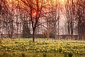 MORTON HALL, WORCESTERSHIRE: THE MEADOW, PARK, PARKLAND, SPRING, APRIL, WOODLAND, DAFFODILS, NARCISSUS, SUNRISE