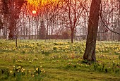 MORTON HALL, WORCESTERSHIRE: THE MEADOW, PARK, PARKLAND, SPRING, APRIL, WOODLAND, DAFFODILS, NARCISSUS, SUNRISE