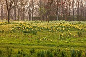 MORTON HALL, WORCESTERSHIRE: THE MEADOW, PARK, PARKLAND, SPRING, APRIL, WOODLAND, DAFFODILS, NARCISSUS