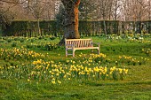 MORTON HALL, WORCESTERSHIRE: THE MEADOW, PARK, PARKLAND, SPRING, APRIL, WOODLAND, DAFFODILS, NARCISSUS, WOODEN BENCH, SEAT