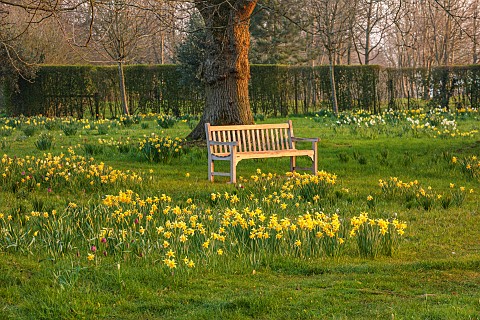 MORTON_HALL_WORCESTERSHIRE_THE_MEADOW_PARK_PARKLAND_SPRING_APRIL_WOODLAND_DAFFODILS_NARCISSUS_WOODEN
