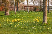 MORTON HALL, WORCESTERSHIRE: THE MEADOW, PARK, PARKLAND, SPRING, APRIL, WOODLAND, DAFFODILS, NARCISSUS