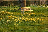 MORTON HALL, WORCESTERSHIRE: THE MEADOW, PARK, PARKLAND, SPRING, APRIL, WOODLAND, DAFFODILS, NARCISSUS, WOODEN BENCH, SEAT
