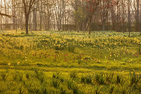 MORTON_HALL_WORCESTERSHIRE_THE_MEADOW_PARK_PARKLAND_SPRING_APRIL_WOODLAND_DAFFODILS_NARCISSUS_FRITIL