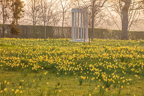 MORTON_HALL_WORCESTERSHIRE_THE_MEADOW_PARK_PARKLAND_SPRING_APRIL_WOODLAND_DAFFODILS_NARCISSUS_DRIFTS