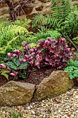 THE CONIFERS, NORTHAMPTONSHIRE: BORDER WITH FERNS AND PINK, FLOWERS. RED, HELLEBORES, HELLEBORUS RODNEY DAVEY ANNAS RED, CHERYLS SHINE, SPRING