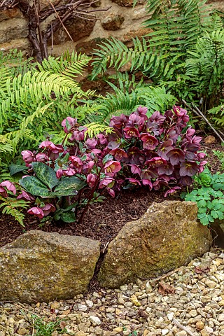 THE_CONIFERS_NORTHAMPTONSHIRE_BORDER_WITH_FERNS_AND_PINK_FLOWERS_RED_HELLEBORES_HELLEBORUS_RODNEY_DA