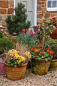 THE CONIFERS, NORTHAMPTONSHIRE: TERRACOTTA CONTAINERS WITH WALLFLOWERS, PINE, CAMELLIA JAPONICA VOLUNTEER, PRIMULA POLYANTHUS STELLA CHAMPAGNE