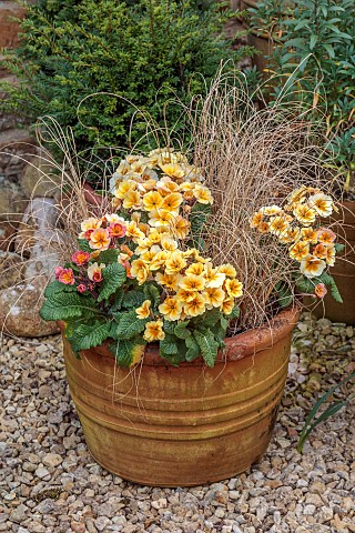 THE_CONIFERS_NORTHAMPTONSHIRE_TERRACOTTA_CONTAINER_WITH_PRIMULAS_AND_GRASSES_PRIMULA_POLYANTHUS_STEL