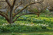 LITTLE COURT, HAMPSHIRE: DAFFODILS, MARCH, SPRING, WHITE LADY NARCISSUS, NARCISSI, 1890S, FLOWERS, BLOOMS, ORCHARD