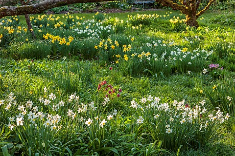 LITTLE_COURT_HAMPSHIRE_DAFFODILS_MARCH_SPRING_WHITE_LADY_NARCISSUS_NARCISSI_1890S_FLOWERS_BLOOMS_ORC