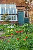 LITTLE COURT, HAMPSHIRE: MARCH, SPRING, FLOWERS, BLOOMS, BORDER, FRITILLARIA IMPERIALIS, DAFFODILS, GREENHOUSE