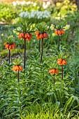 LITTLE COURT, HAMPSHIRE: MARCH, SPRING, FLOWERS, BLOOMS, BORDER, FRITILLARIA IMPERIALIS, BULBS